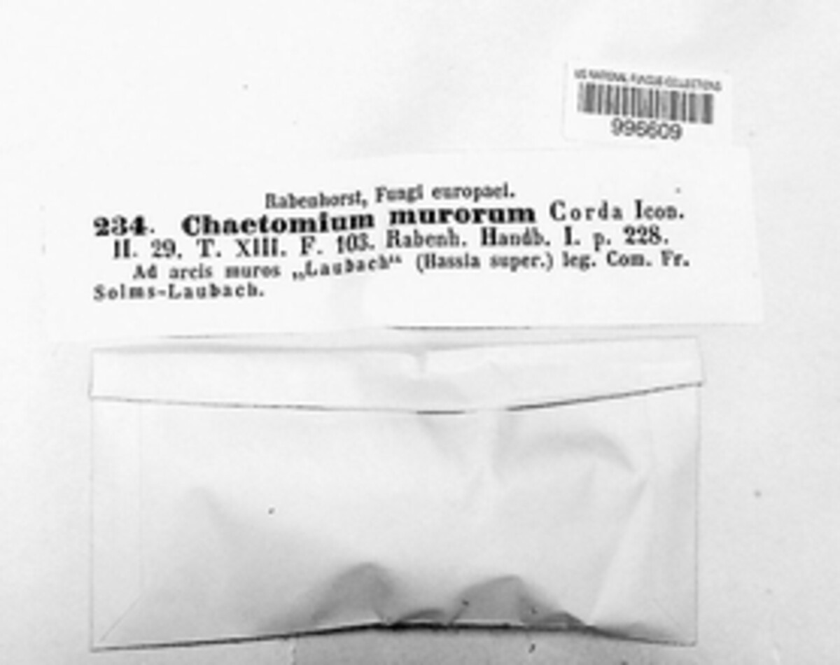 Botryotrichum murorum image